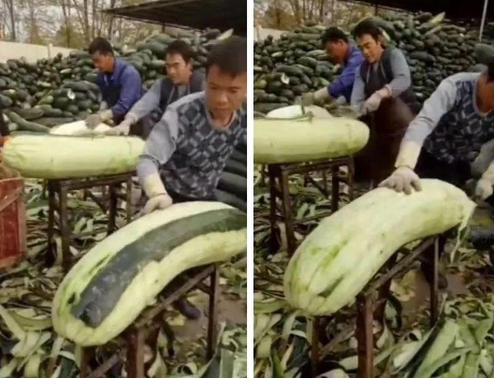 给南方朋友普及下,这是我们北方的黄瓜