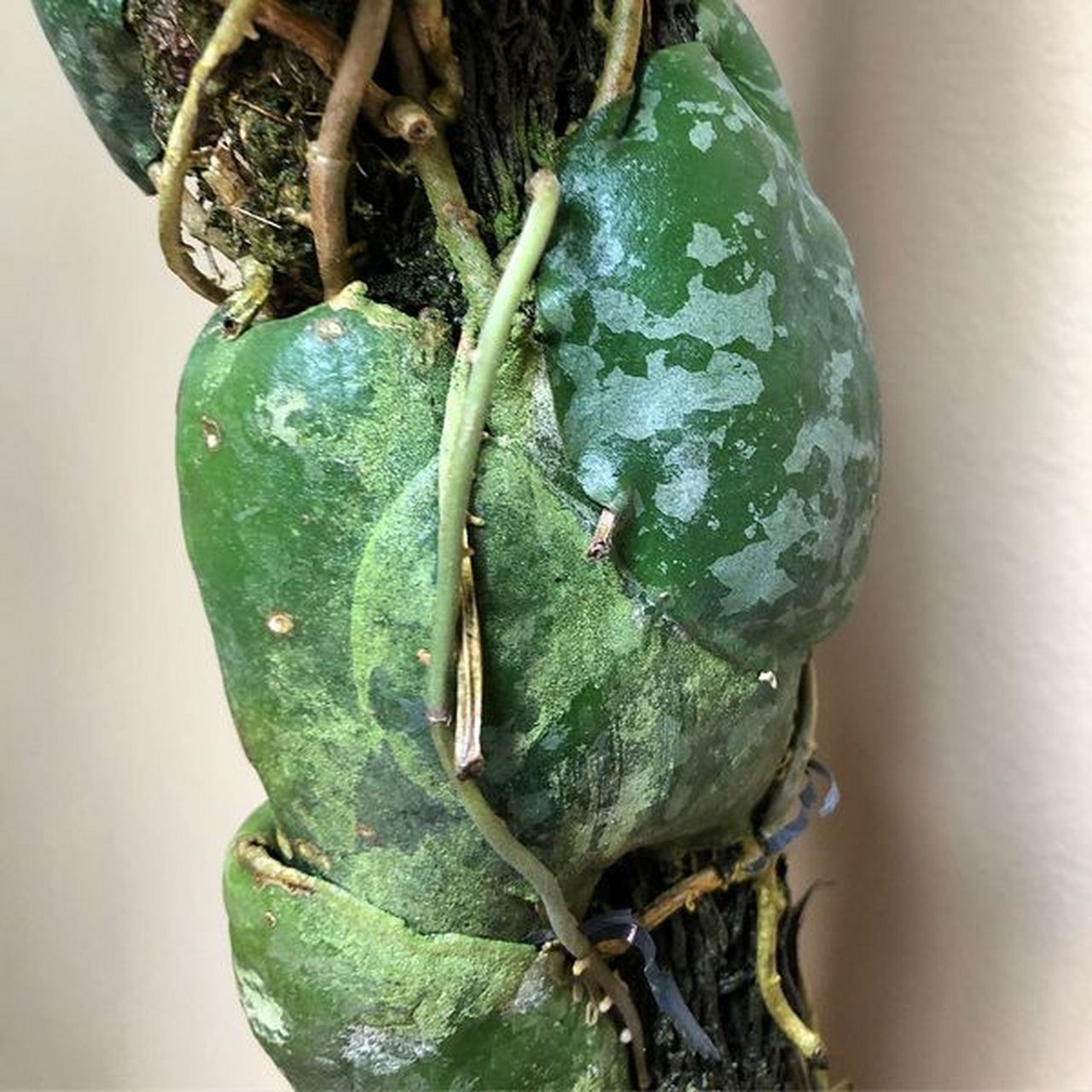 龟壳球兰(英文名hoya imbricata)原产于菲律宾和印度尼西亚苏拉威西