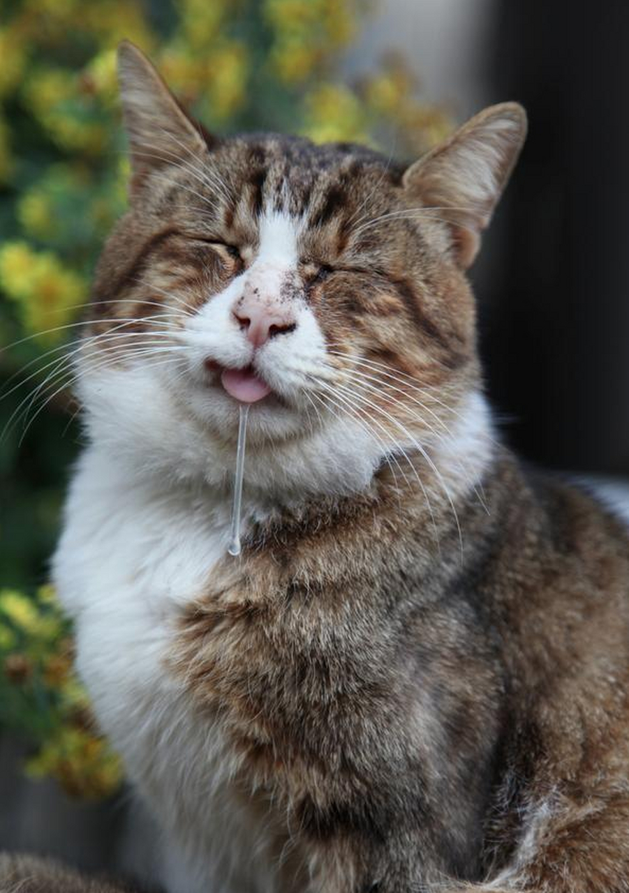 猫咪流口水滴水状图片