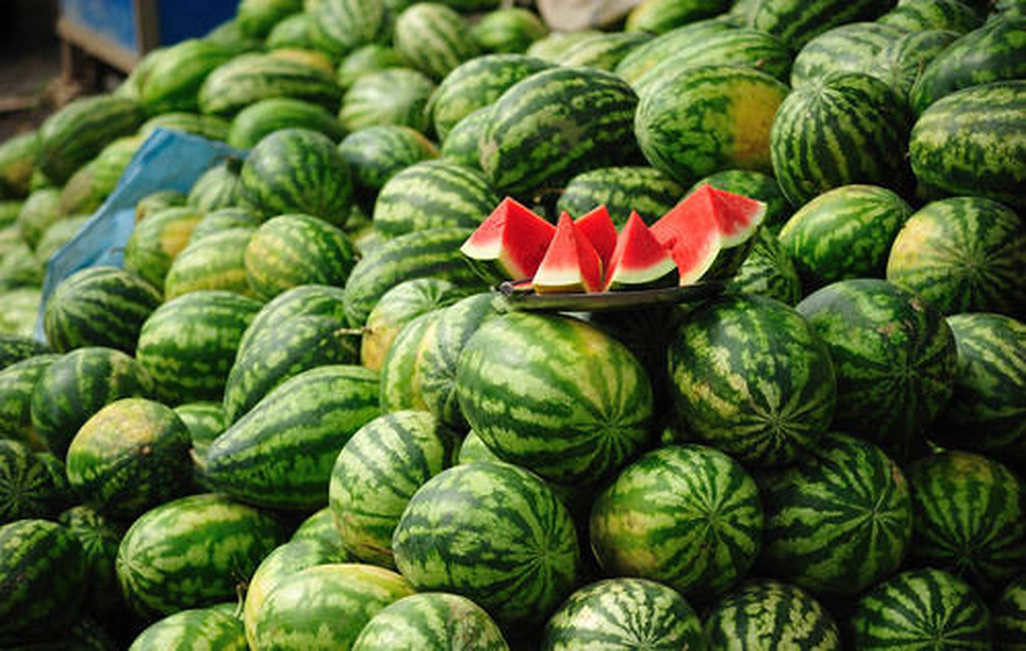 清苑西瓜形体兼顾大中小,色彩丰富,口感脆爽,汁多,含糖量高达13%以上