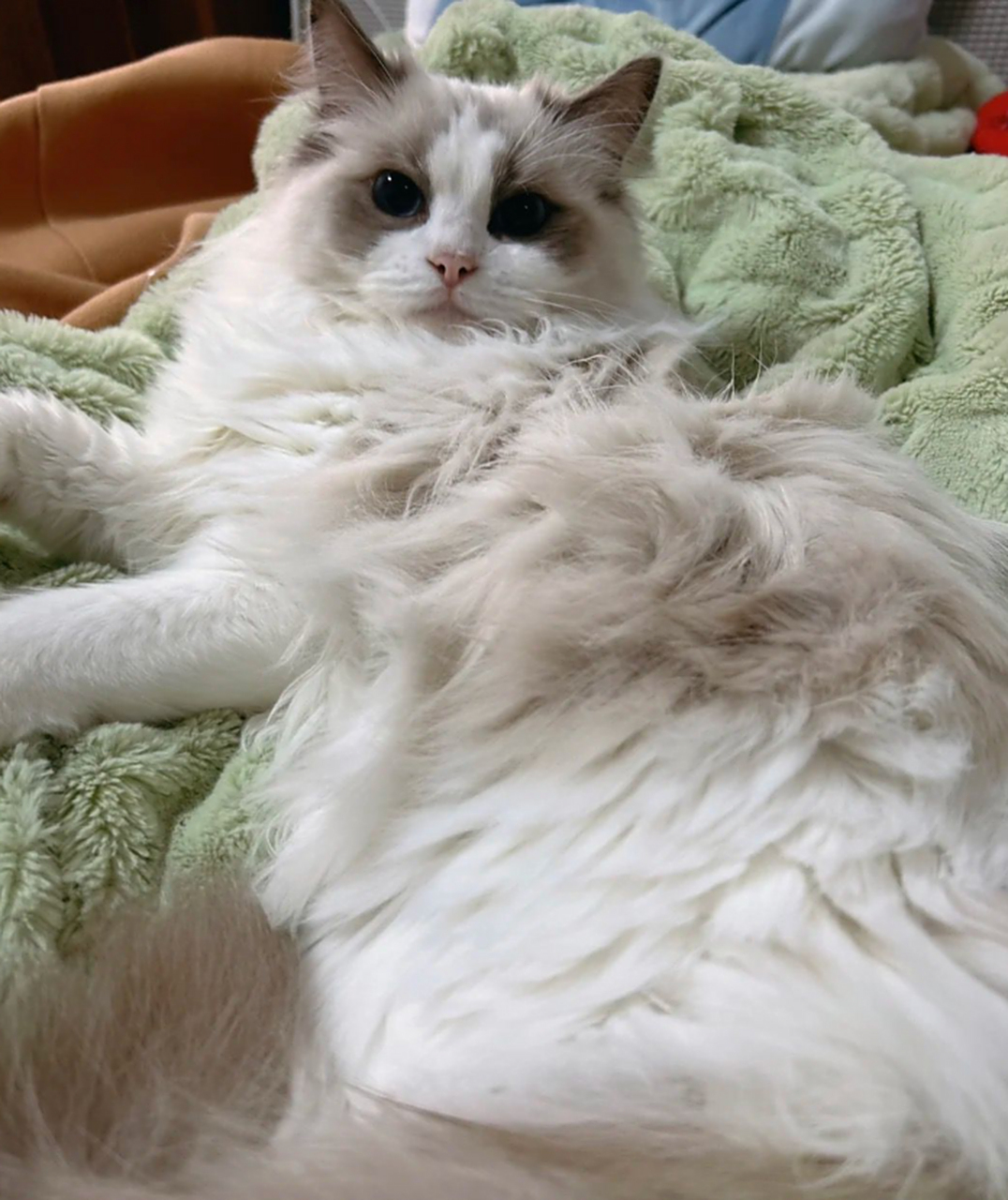 布偶猫是真的漂亮啊!除了肠胃差和掉毛外,几乎是完美的.