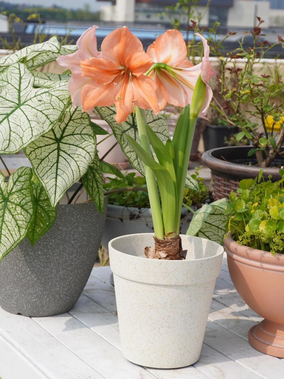 朱顶红——雷诺娜,橘色调好好看!