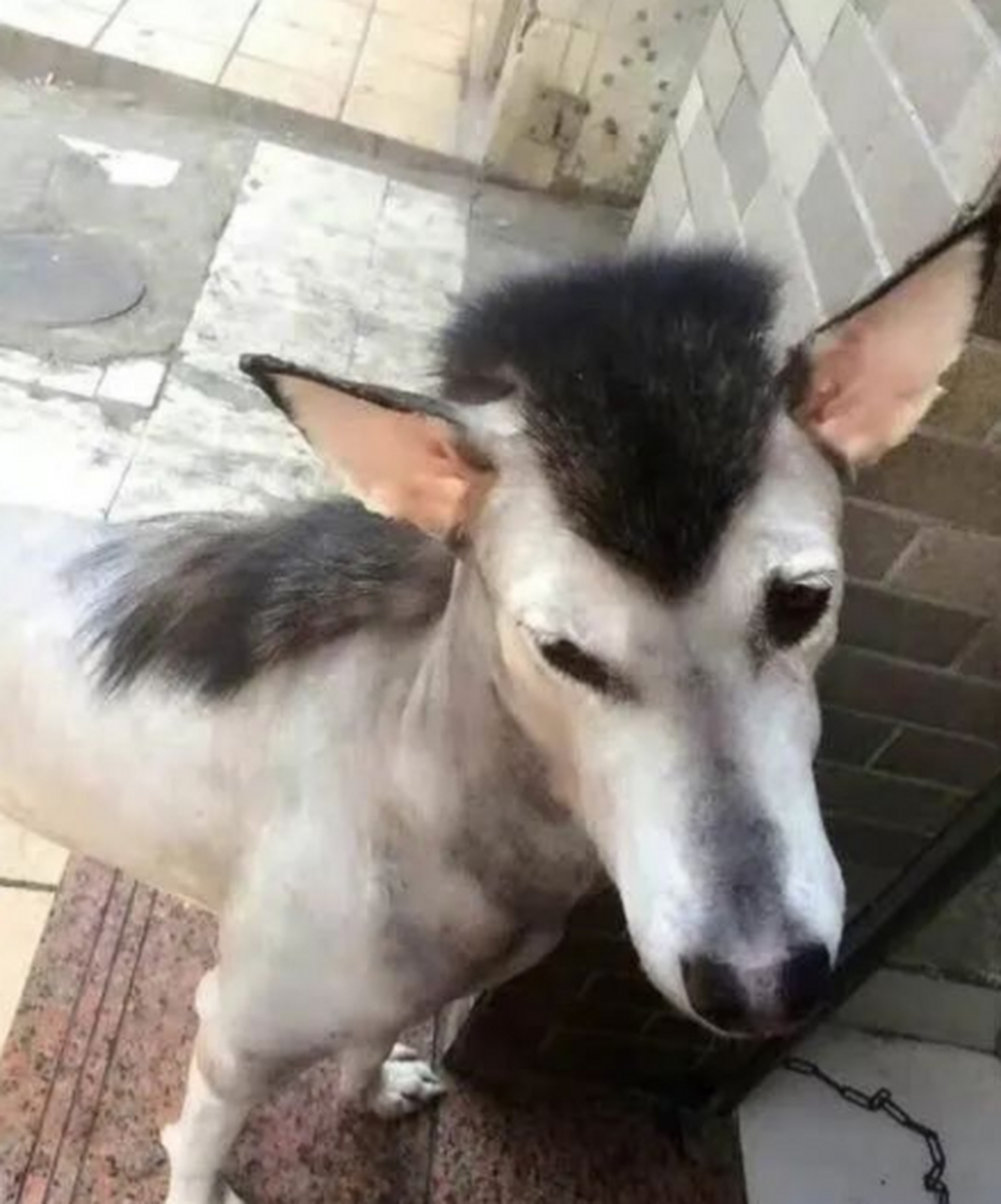 哈士奇变成哈士驴的时候.