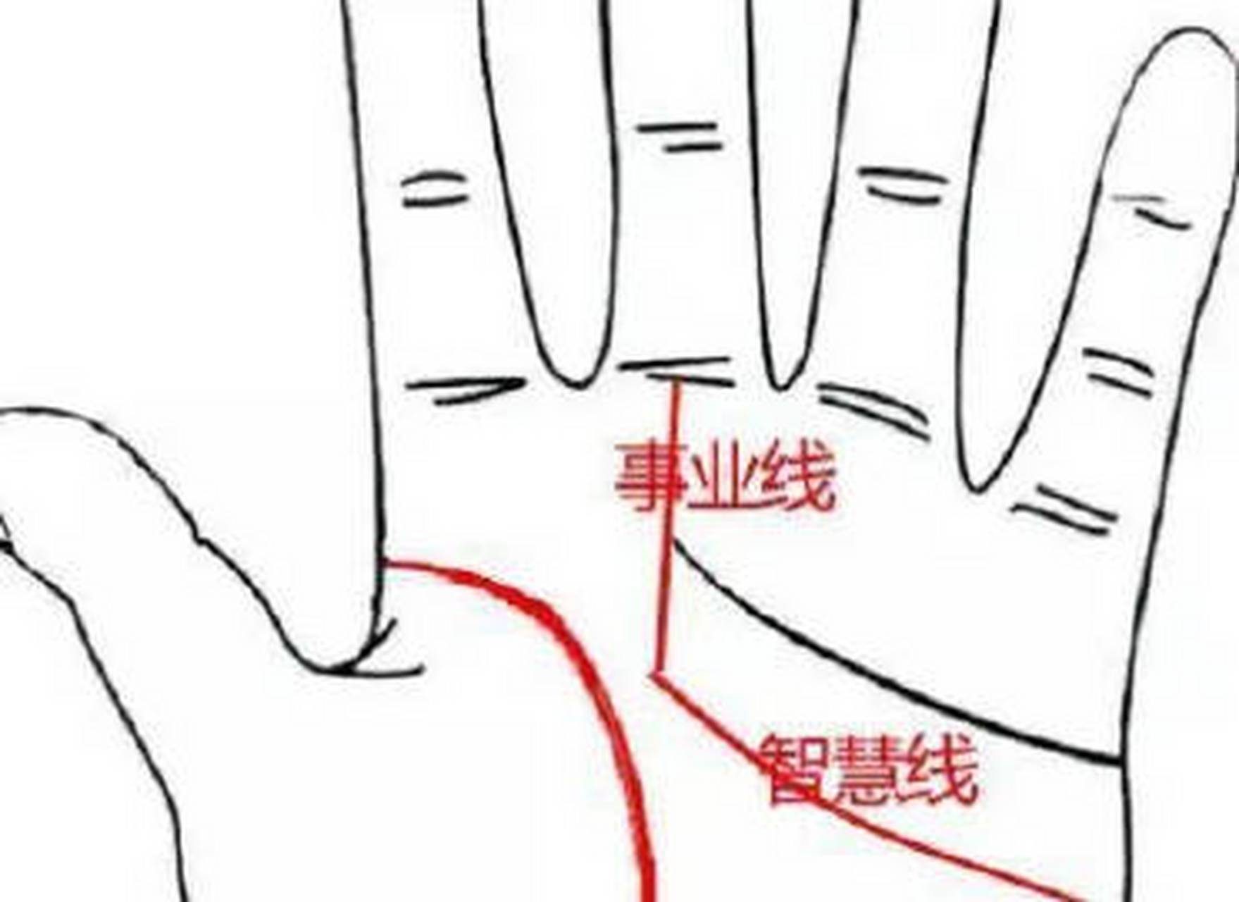 事业线的起始点和智慧线相连: 这种手相的智慧线与事业线有着同一个