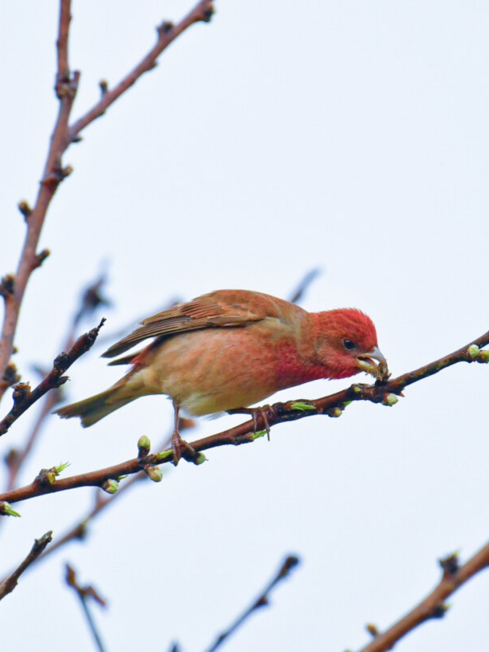 普通朱雀雄鸟  昨日,我分享了一只在云水谣拍摄的朱雀雌鸟的照片,但从