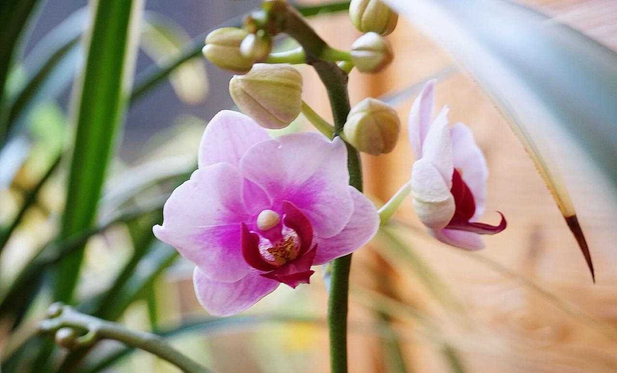 翁源县,中国兰花之乡,中国兰花第一县,兰花种植面积2.