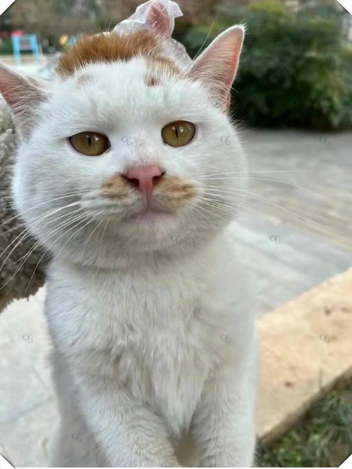让我们一起包子脸的猫脸型最霸气的猫猫可爱包子脸猫脸型包子脸晾浪
