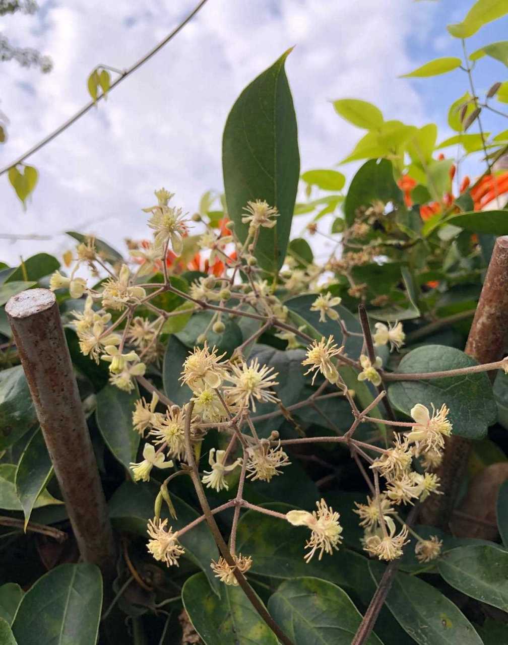 别名铁线牡丹,番莲,金包银,山木通,番莲,威灵仙.花语高洁,美丽的心!