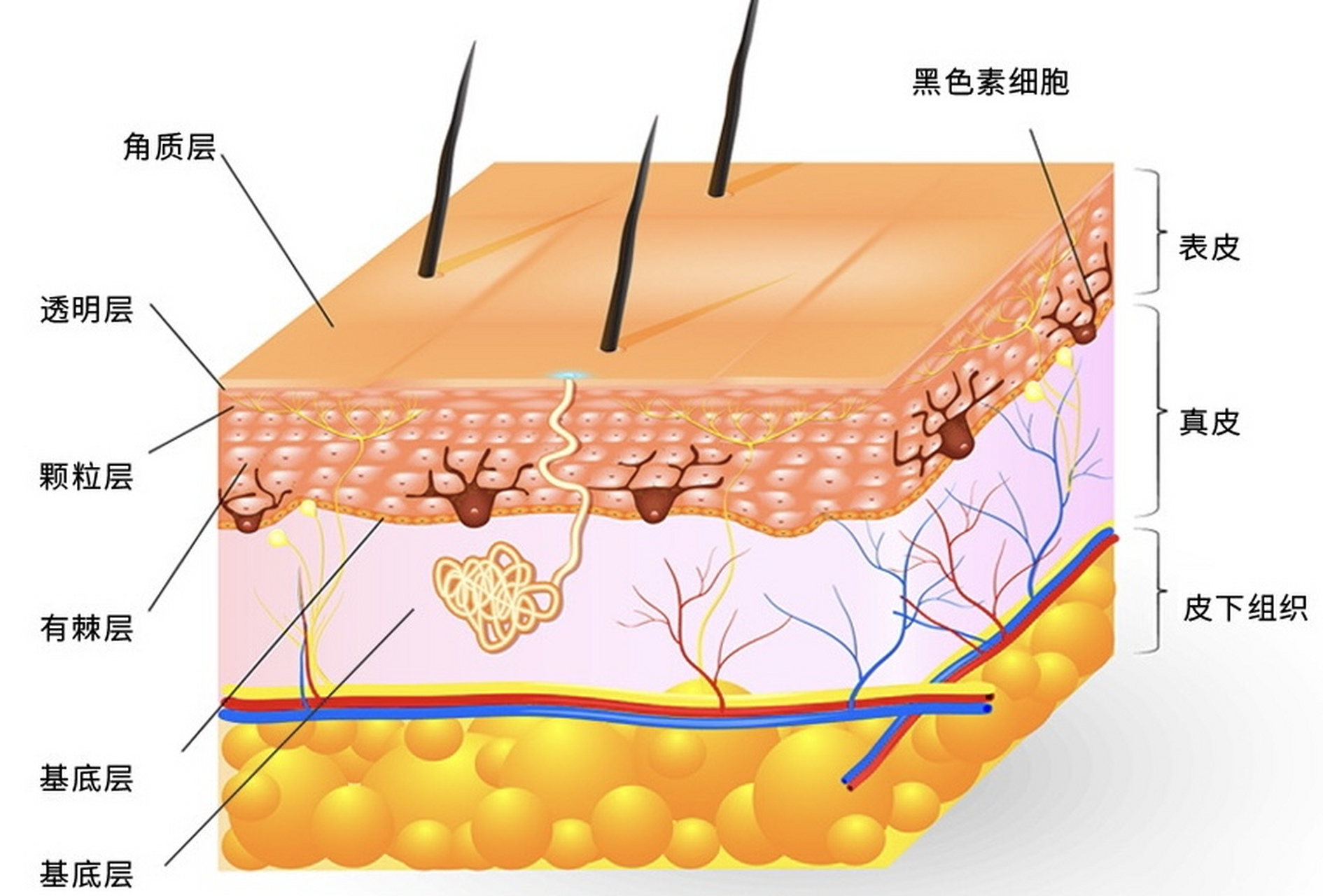 996994皮肤每一层吃什么 皮肤是人体最大的器官之一,由多个层次