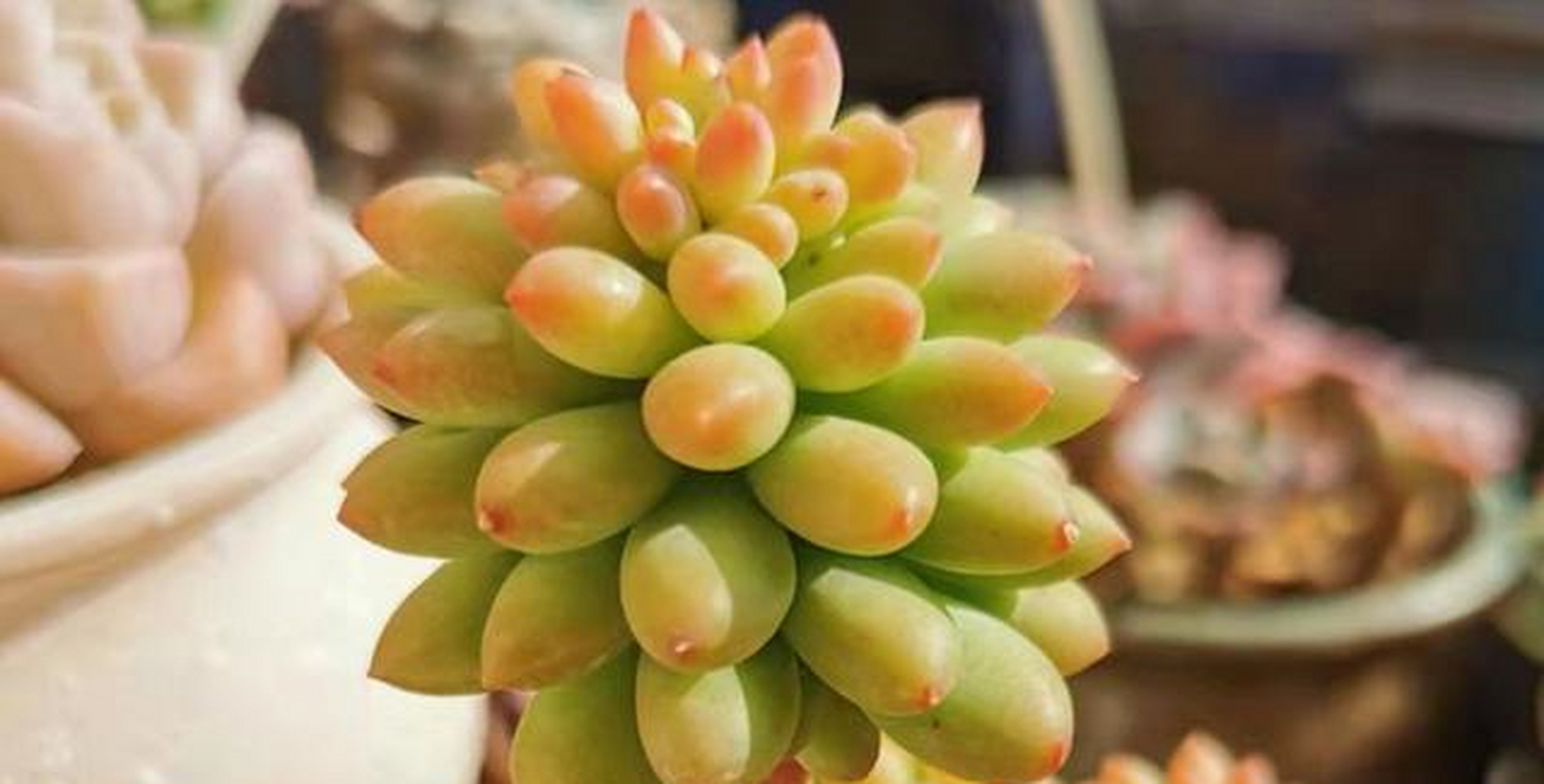 龙骨玉缀具体资料不详,大概是玉缀或新玉缀的杂交后代,为小型多肉品种