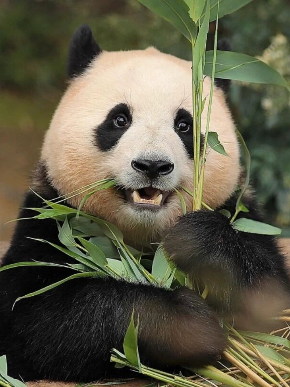 看小福充电的一天  福宝已经成为每天必看项目之一了,小福牌充电器真