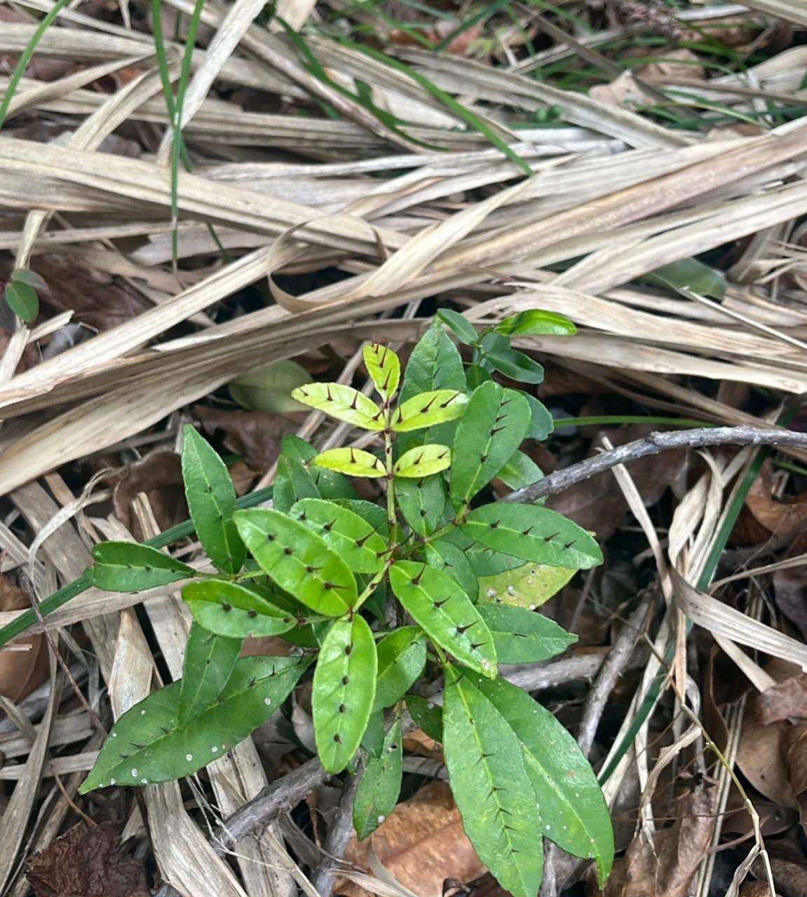 网友:遇到一种叶子中间长刺的神奇植物,难道是两面针本针?