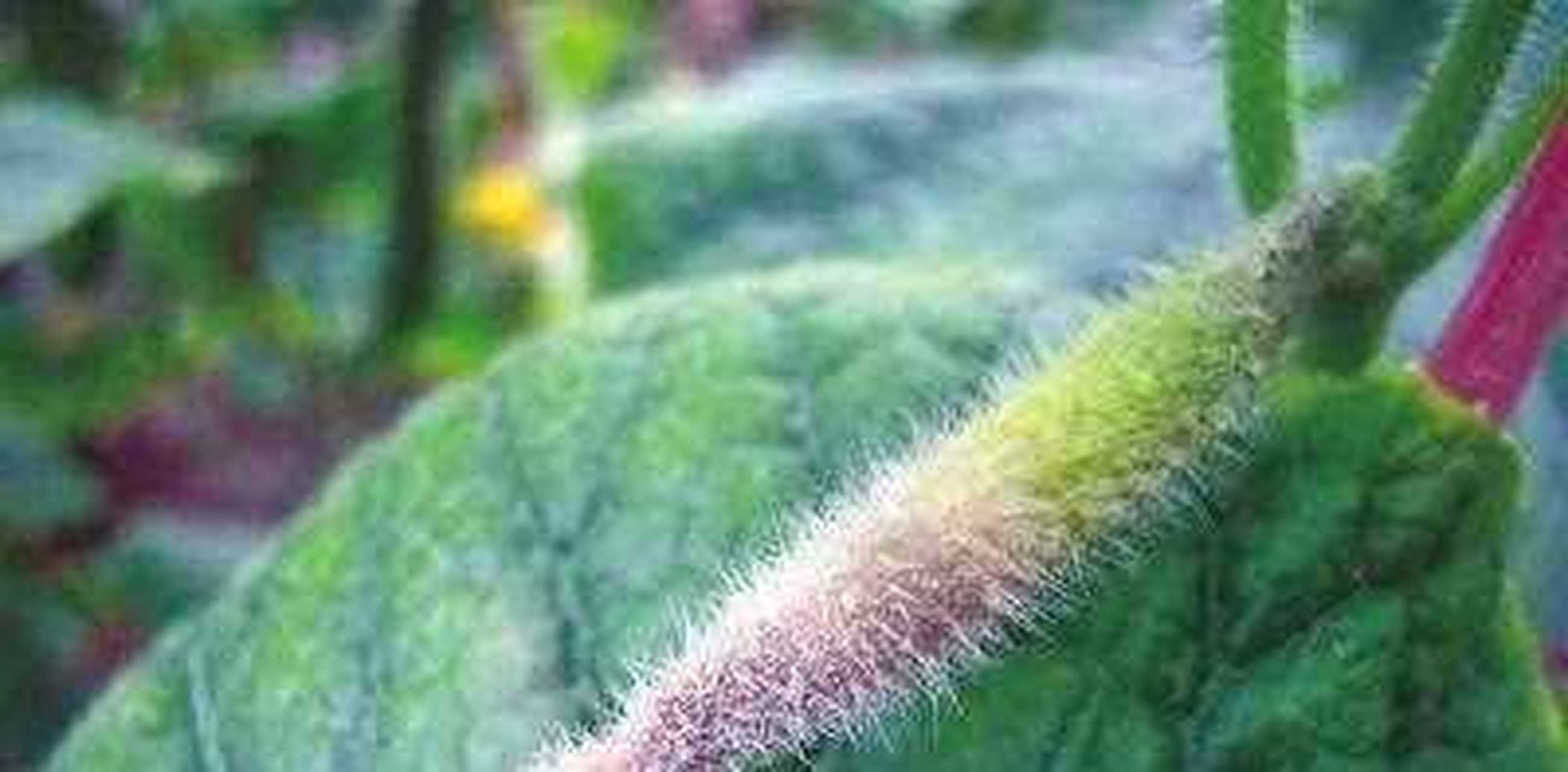 【黄瓜灰霉病防治】黄瓜霜霉病,通常被称之为"跑马干","干叶子",该病