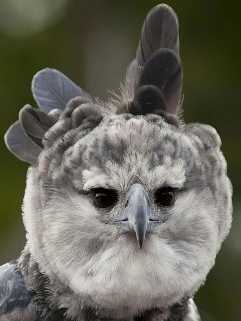 【美国角雕(哈比鹰)】 harpia harpyja 「鹰科