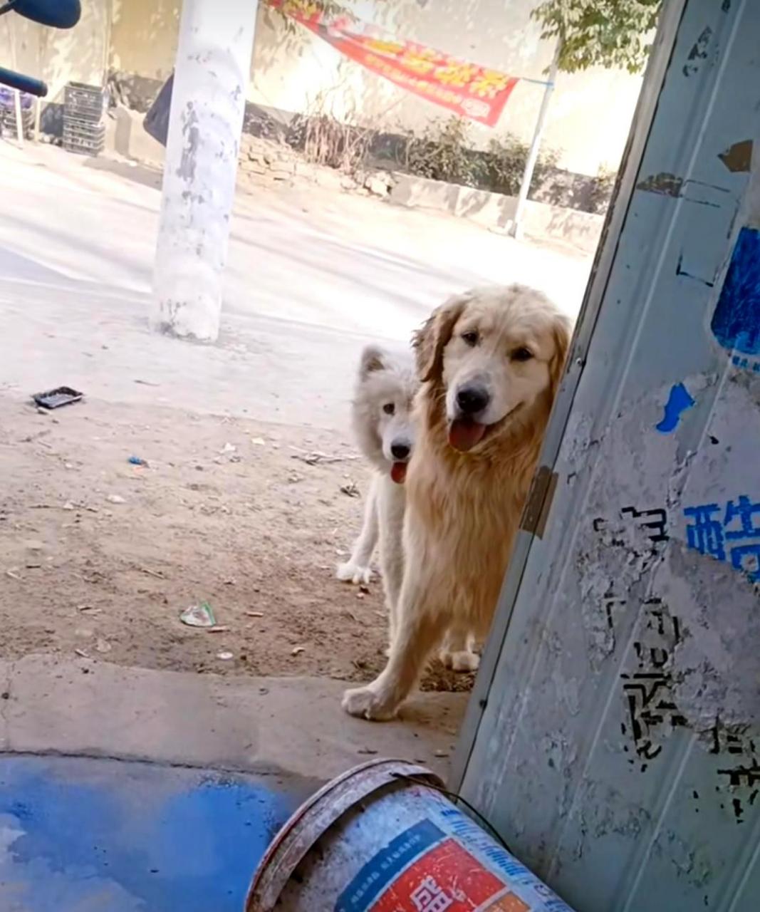 请问金毛和萨摩耶一起交配会生出什么样的后代?