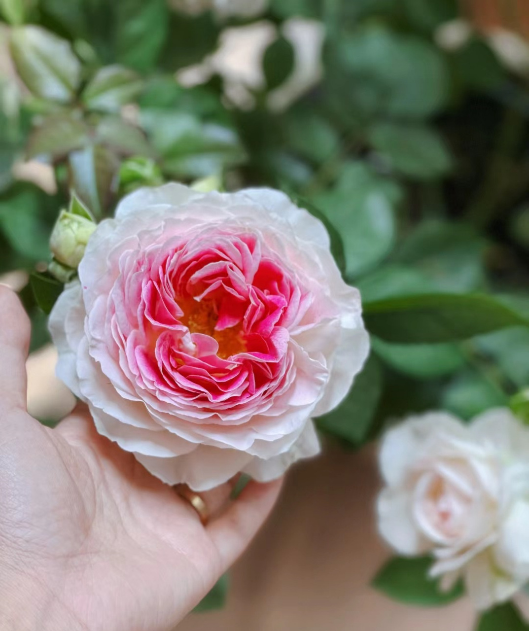 一款长得很像芍药的月季花——假日岛芍药,美不美?