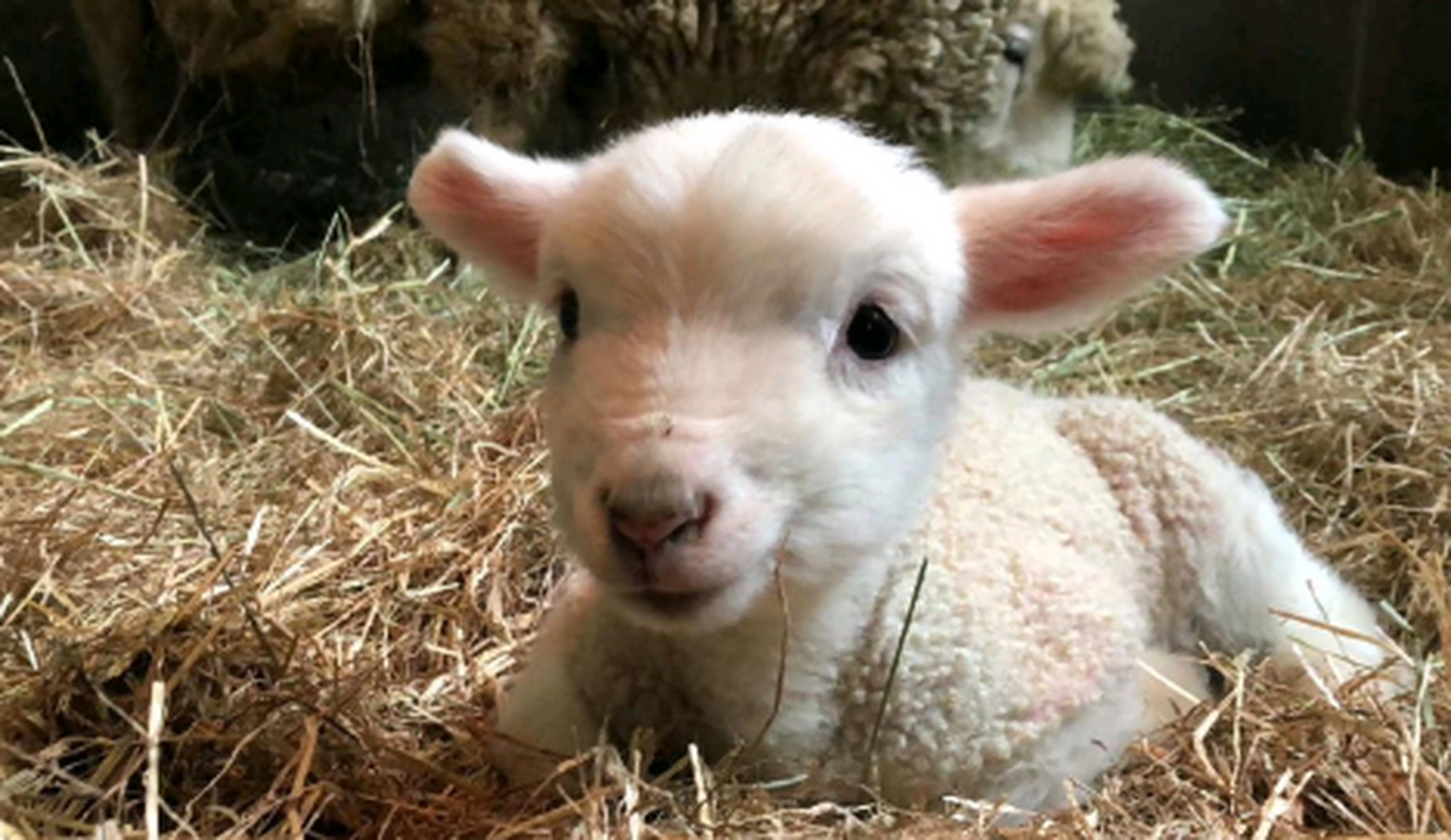 刚出生的小羊宝宝图片