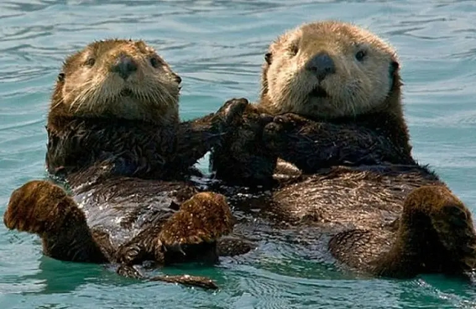 海獺的口袋: 海獺身上也和袋鼠一樣有一個口袋,只不過它們的口袋在