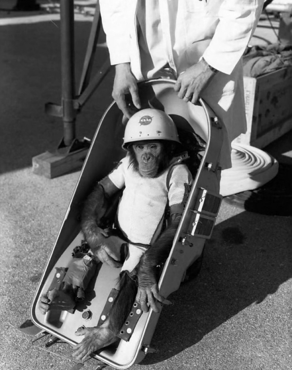 这张照片中的黑猩猩哈姆 (ham)是第一个进入太空的灵长类,1961 年