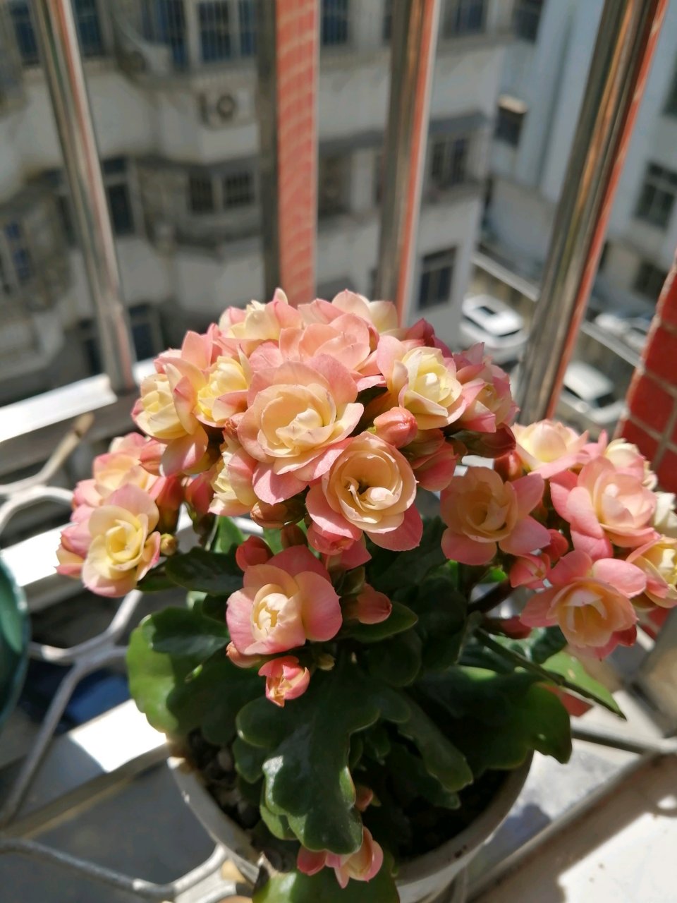 长寿花"维罗纳"开花的样子(也叫维纳斯,七彩祥云),中小型品种,特别爱