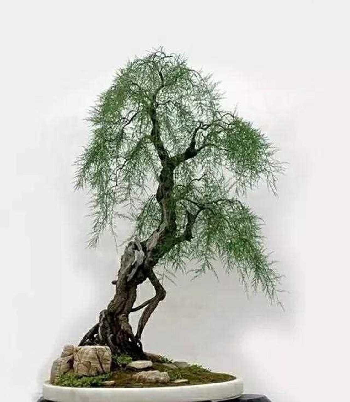 景致典雅 内涵丰富  境界高远  柽柳盆景佳作欣赏