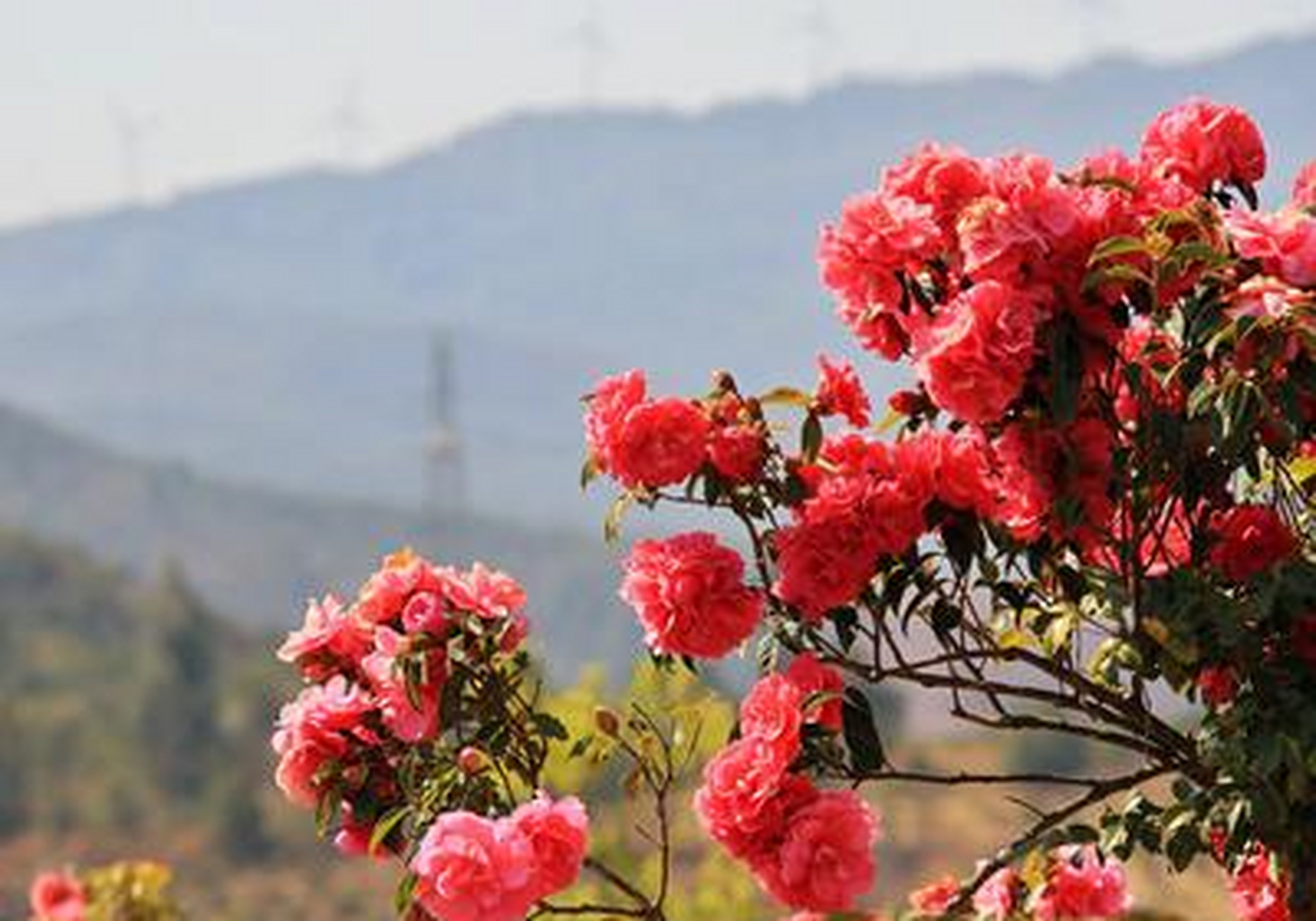 大理茶花谷景区图片