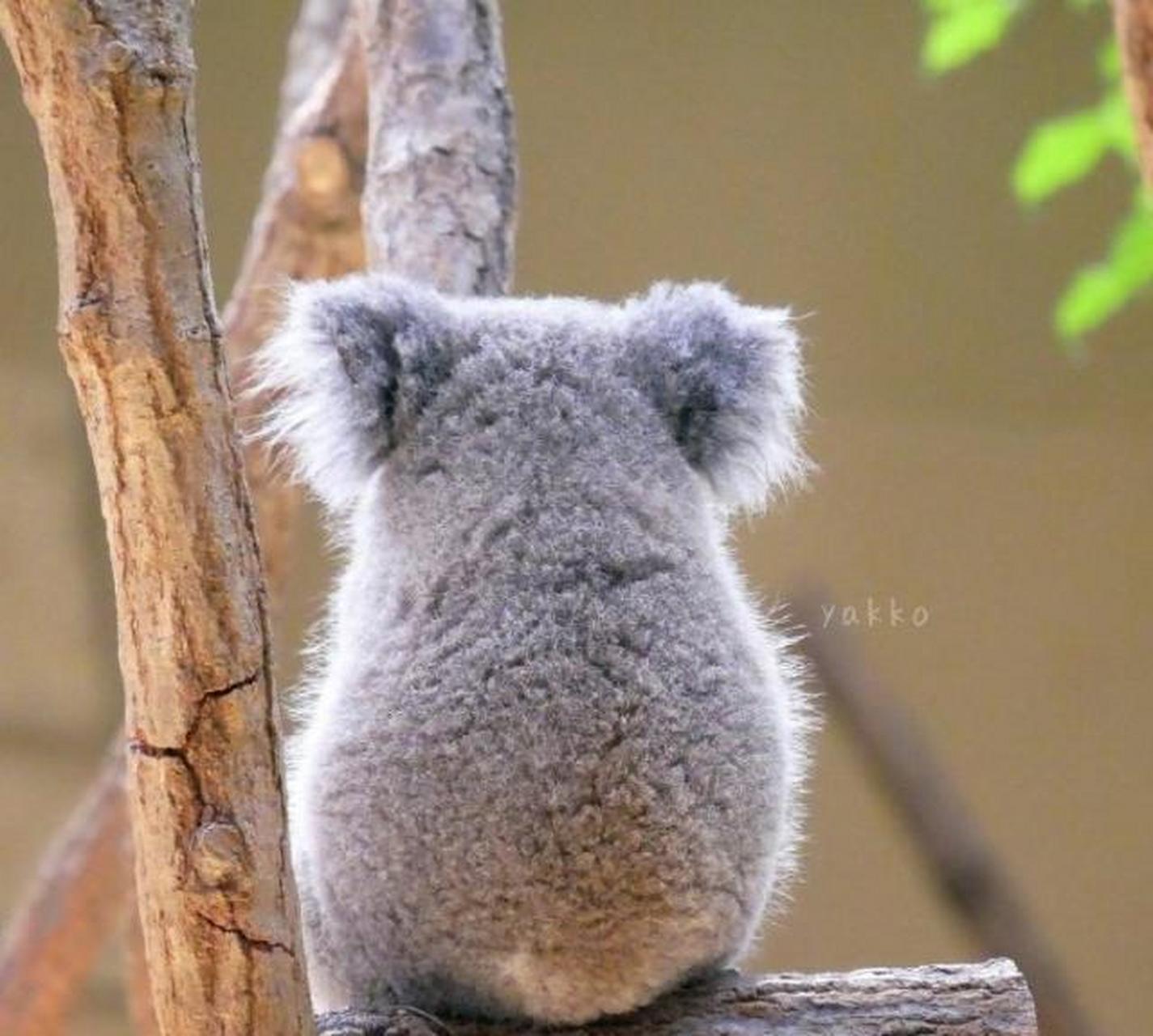 「日本东山动物园」的两只幼崽背影,简直萌吐血 67676767