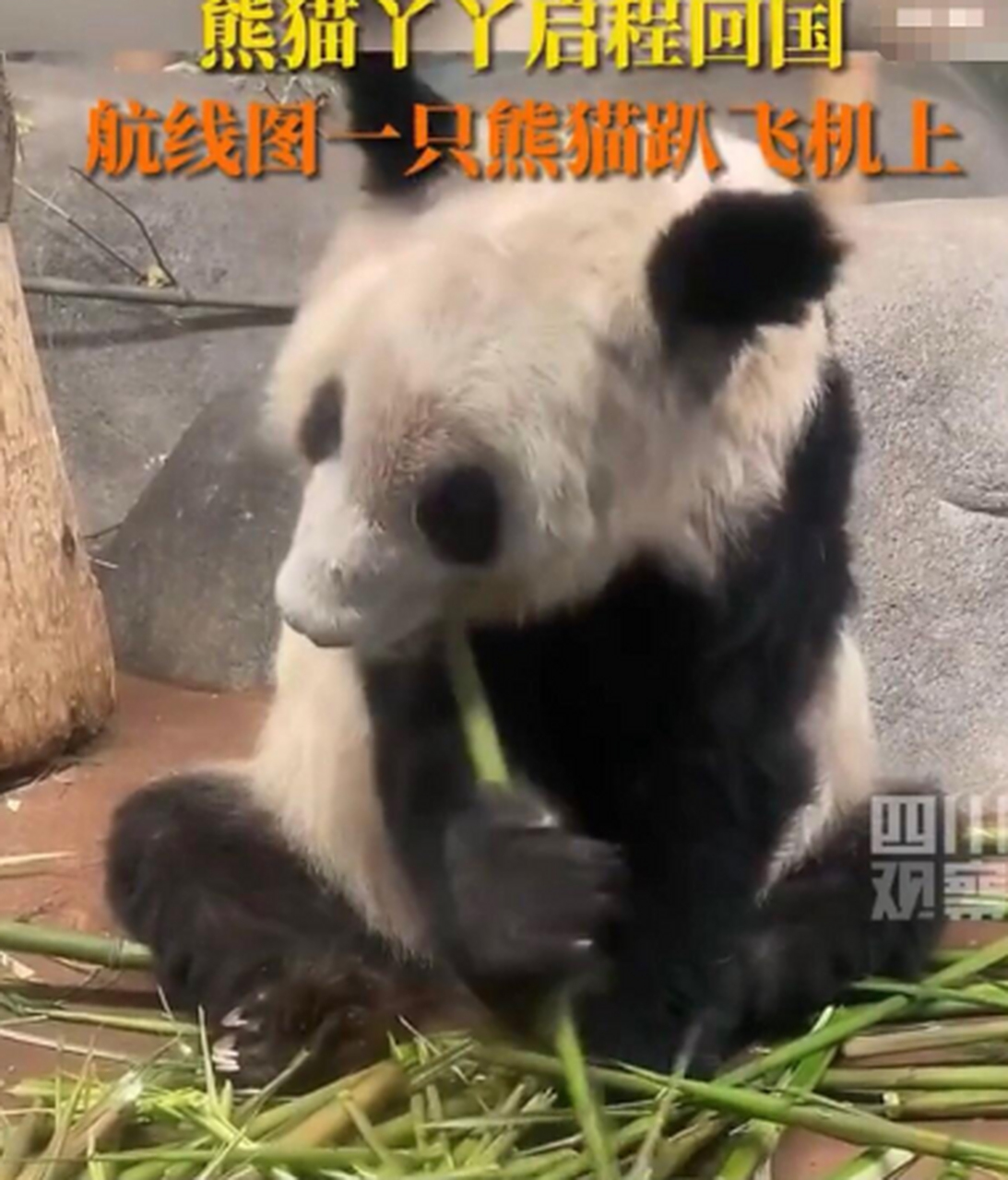 丫丫回国航线熊猫趴飞机上