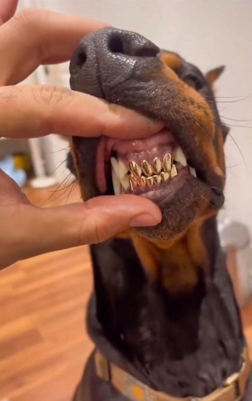 网友:待我飞黄腾达,镶你一口金牙. #中国版chatgpt来了# #娱乐