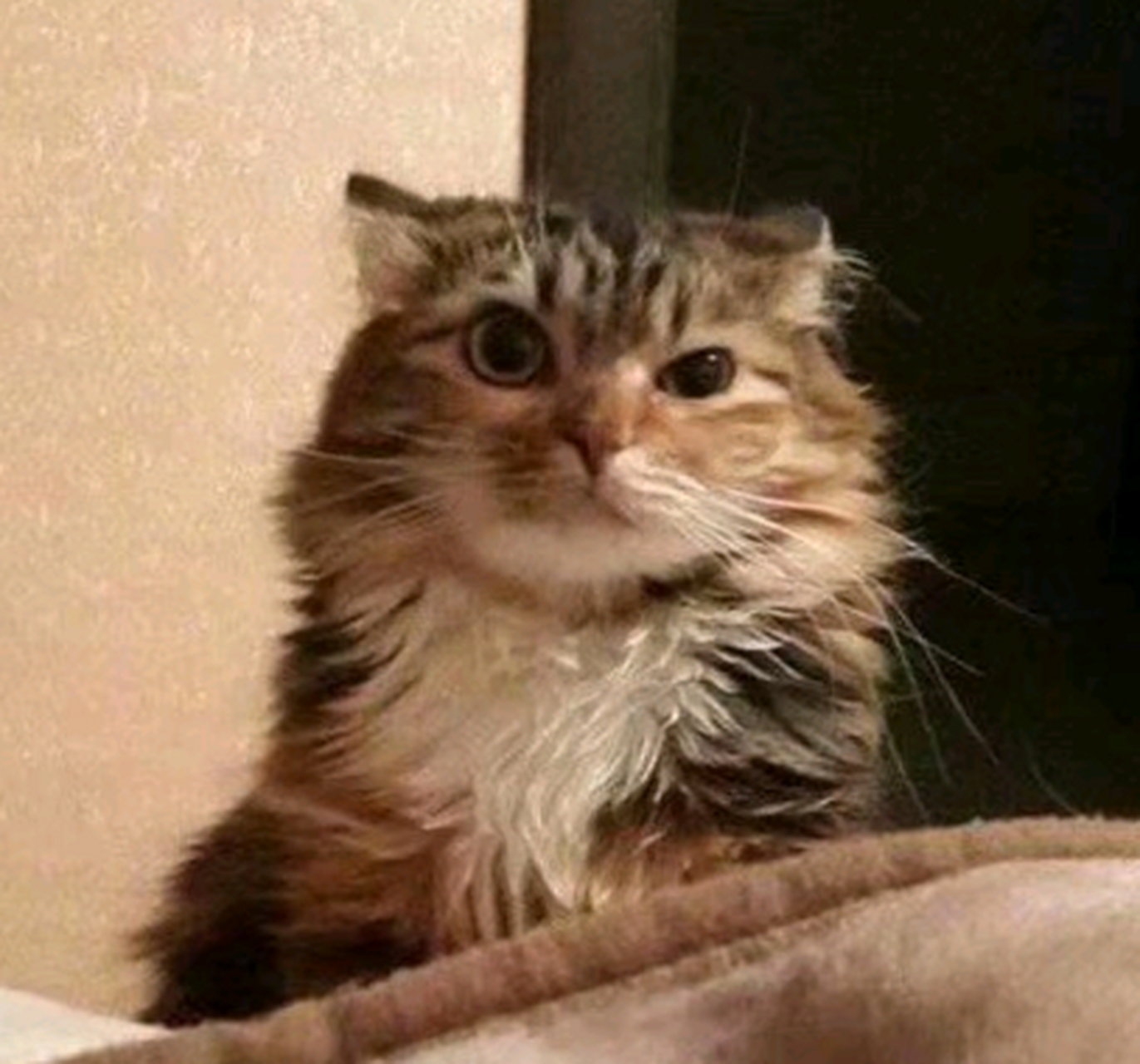 吵醒一只刚刚睡着的小猫,它会露出什么表情