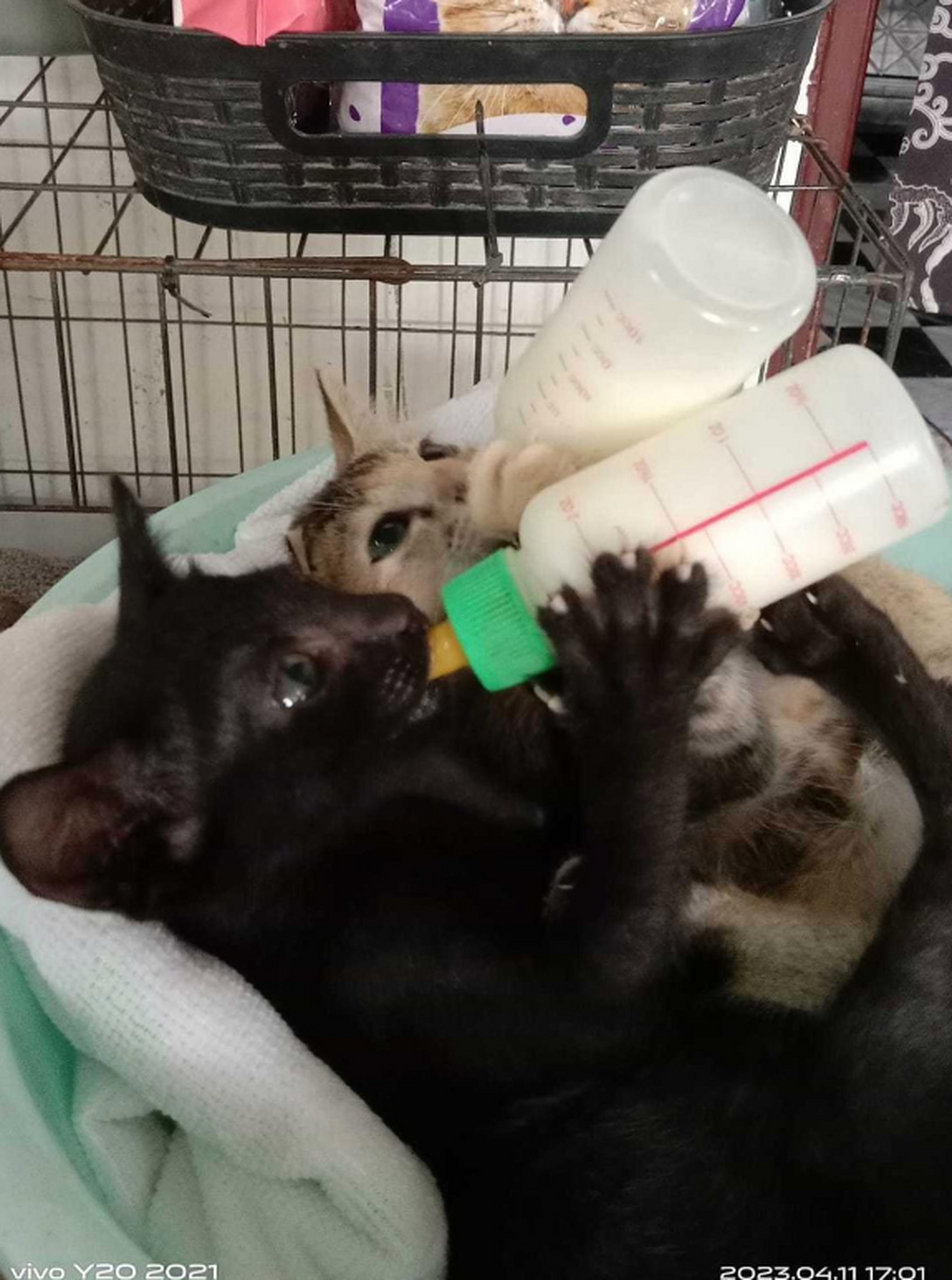 这两只猫咪好懂事,乖乖地抱着奶瓶喝奶,真的好可爱!