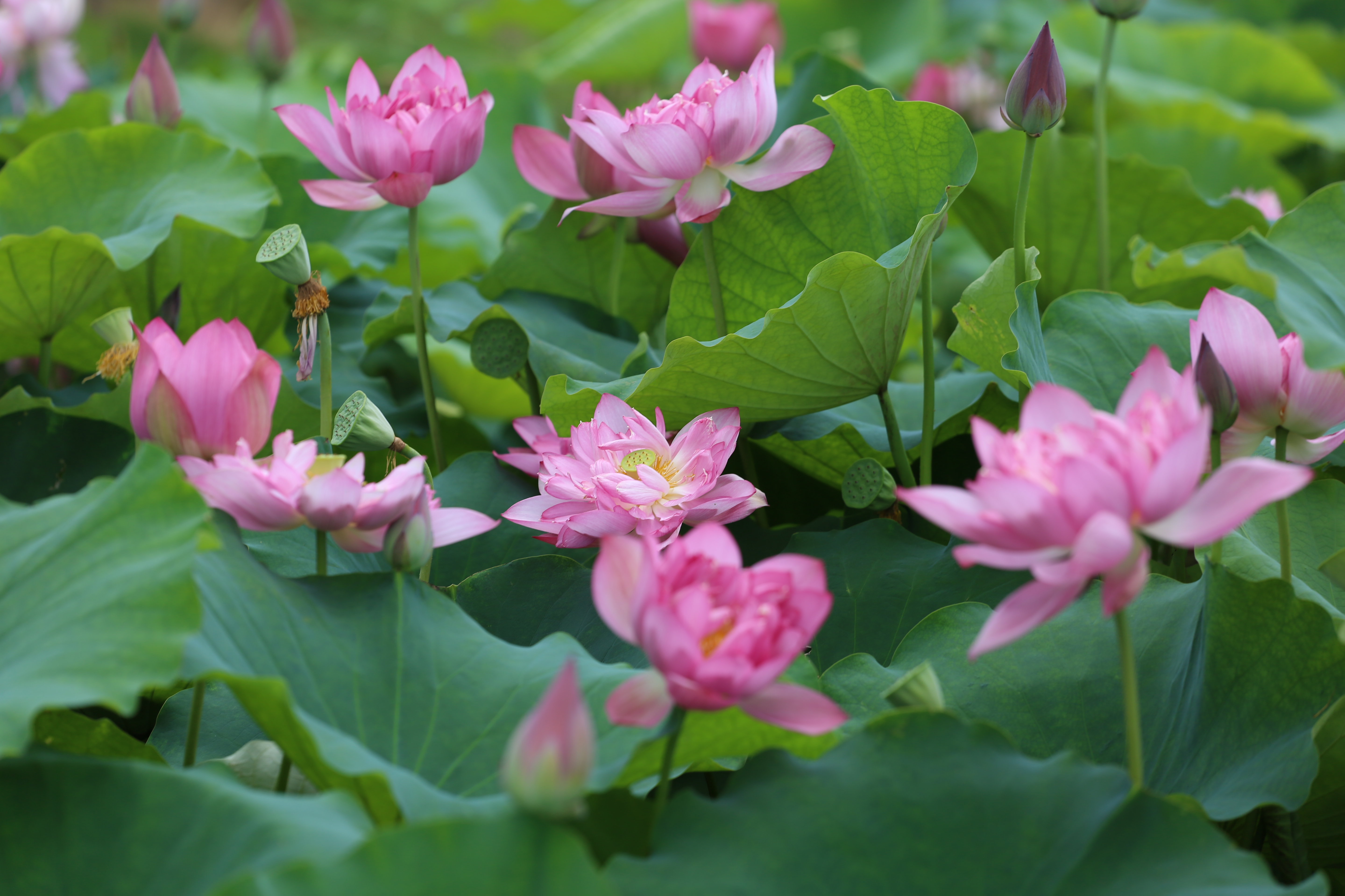 漫步水乡,尽赏荷花绚丽:荷美覃塘的盛夏花海  #元宇宙荷花节#  广西