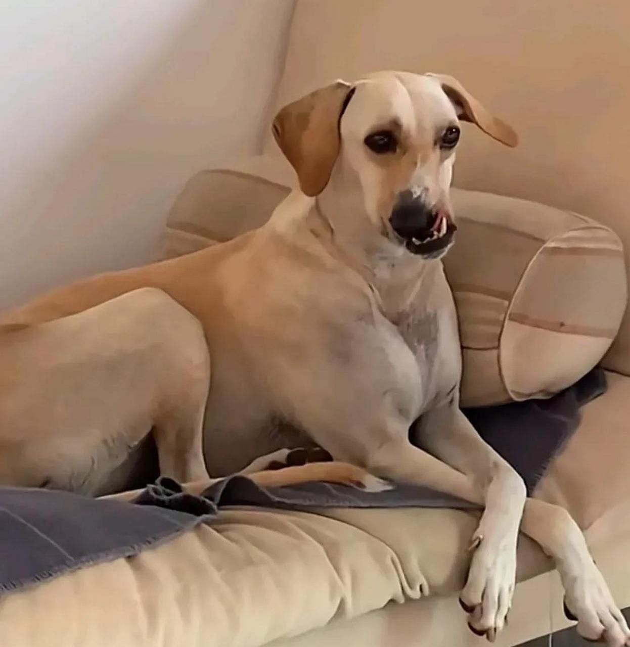 狗子也有自己的烦恼吧,为什么我的嘴巴长歪了![泪奔] #趣图搞笑