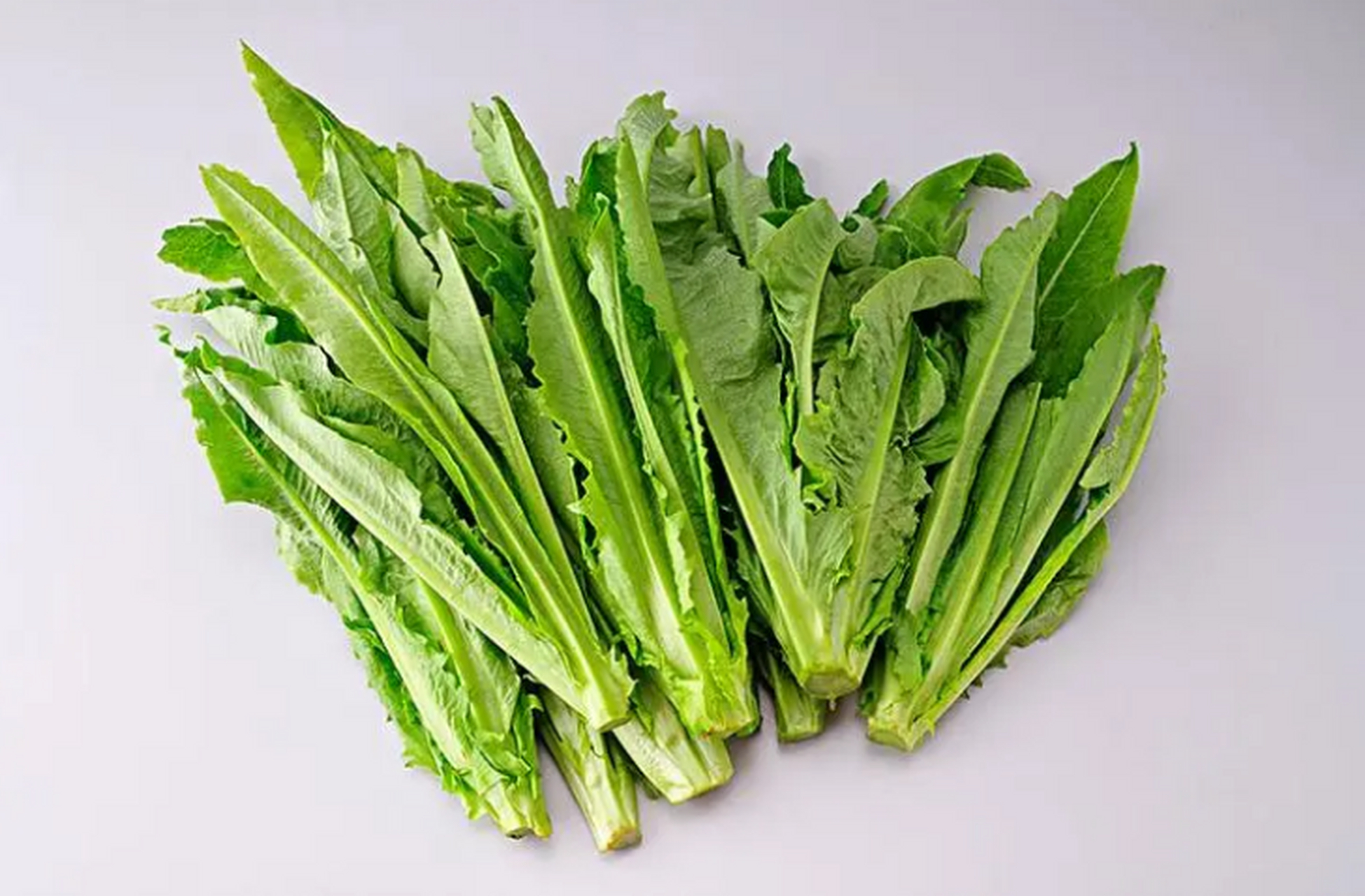 油麦菜别称莜麦菜,苦菜.