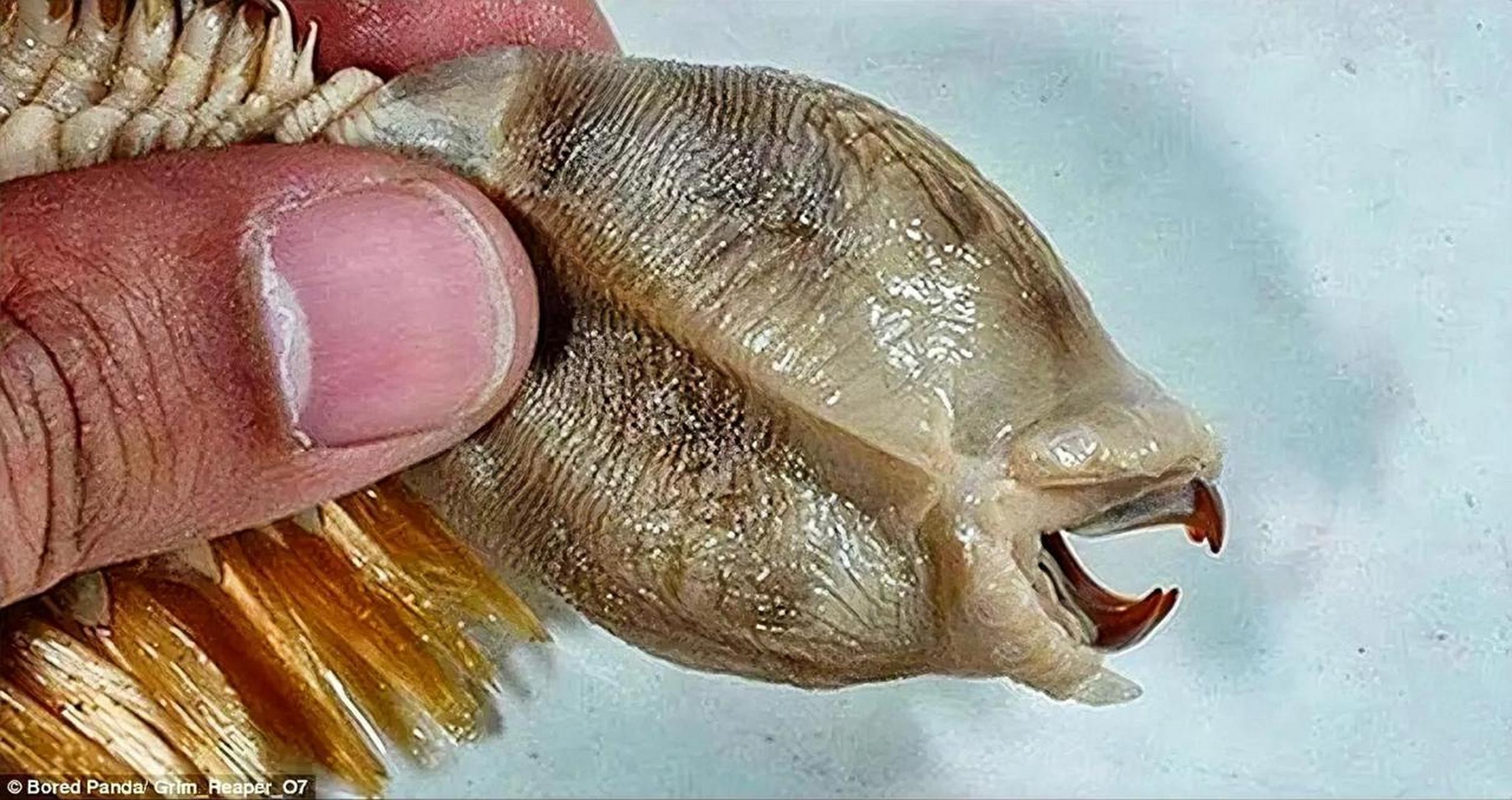 有些鱼的舌头被寄生虫取代,缩头鱼虱就是这些样的寄生虫中