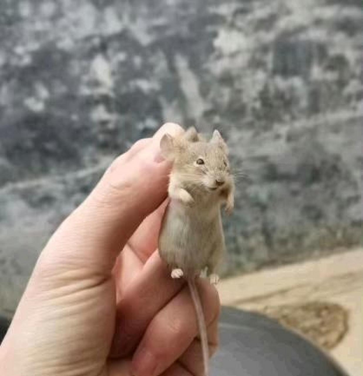 南方的老鼠和北方的老鼠有这么大的区别吗?[捂脸]