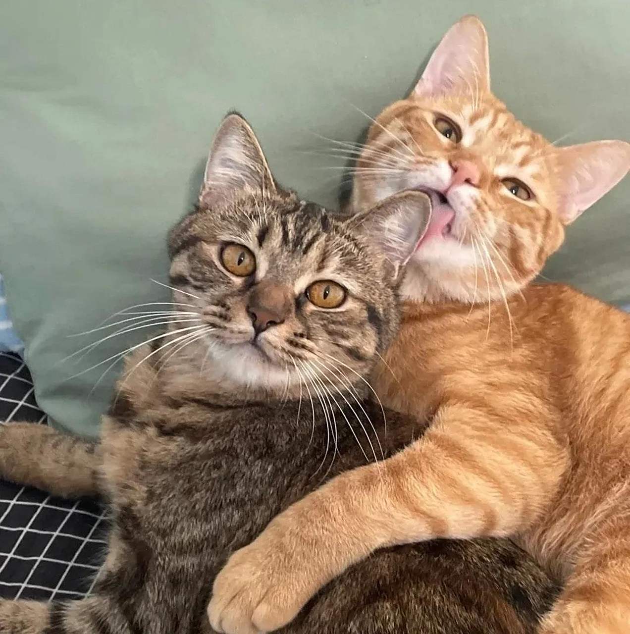 给家里的两只猫咪拍合照,让它们表现得亲密一点,结果就变成了这样[笑