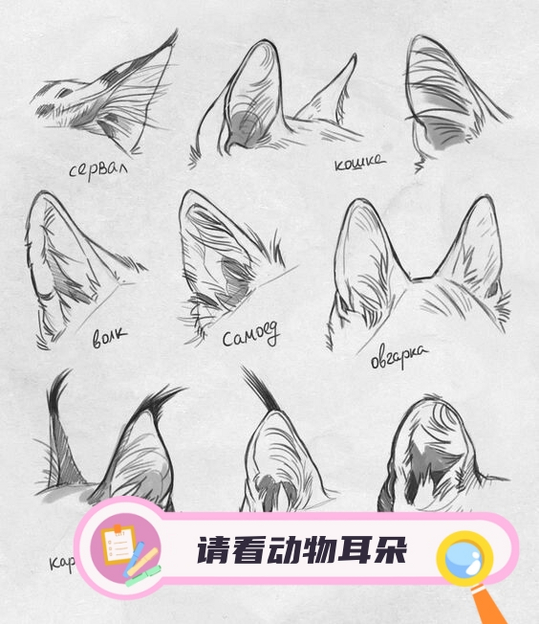 请看动物耳朵  怎么能这么可爱