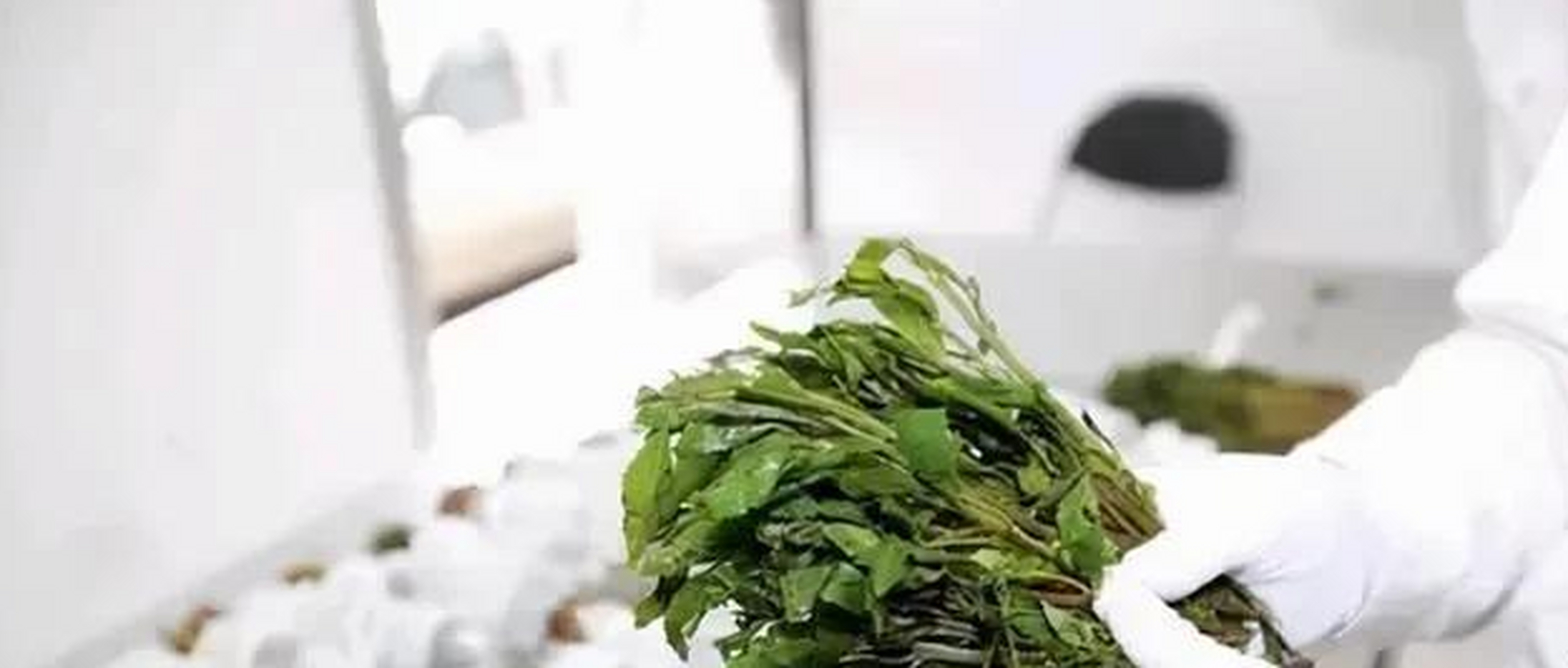 恰特草,称为阿拉伯茶,也门茶等,种产于东非和阿拉伯半岛地区,就连我国