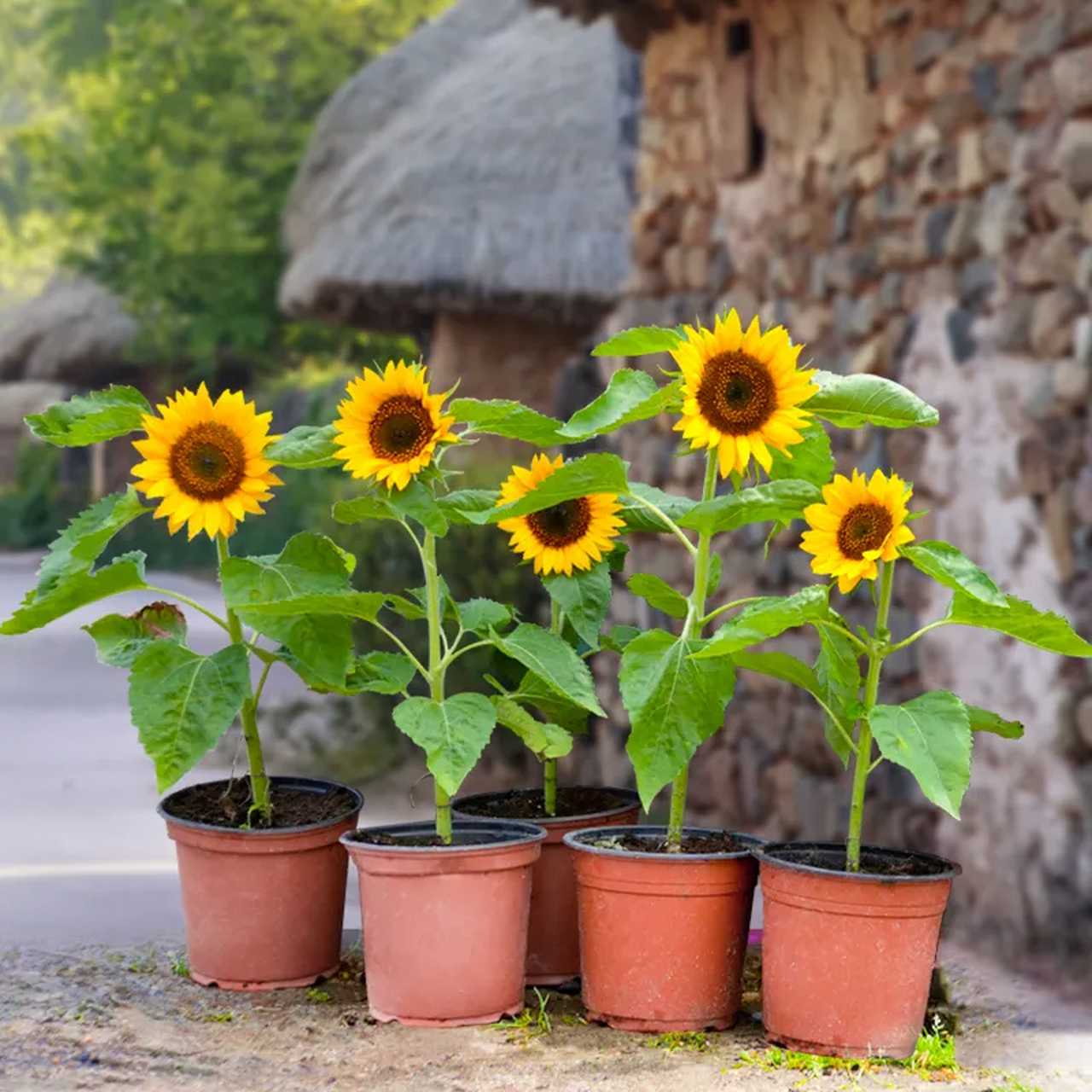 今天我们就来分享一下如何养好盆栽向日葵.
