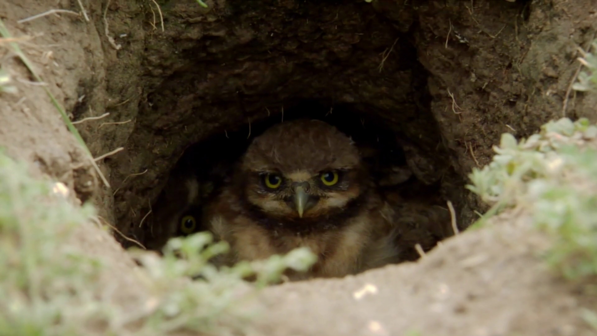 动物# 穴居猫头鹰,顾名思义,它们住地下洞穴里,是一种非常可爱的小鸟