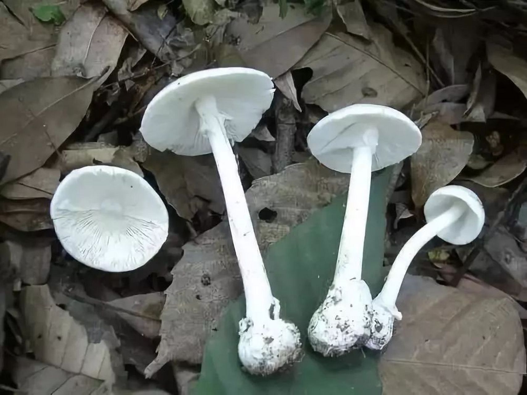 毒雨伞蘑菇图片