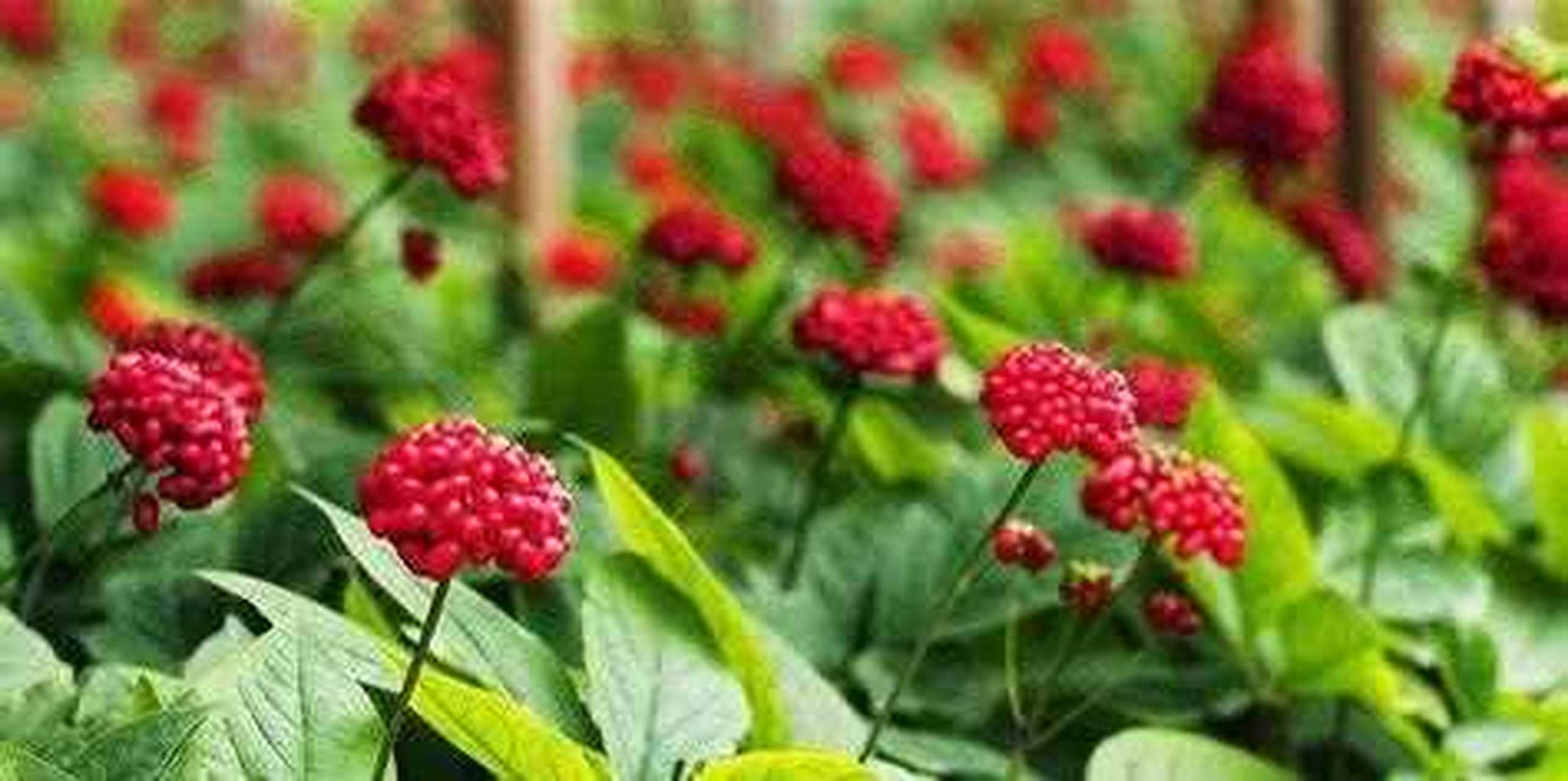 网红盆栽,在家里阳台种人参花,美观的植物,人参不喜欢阳光,适合北方