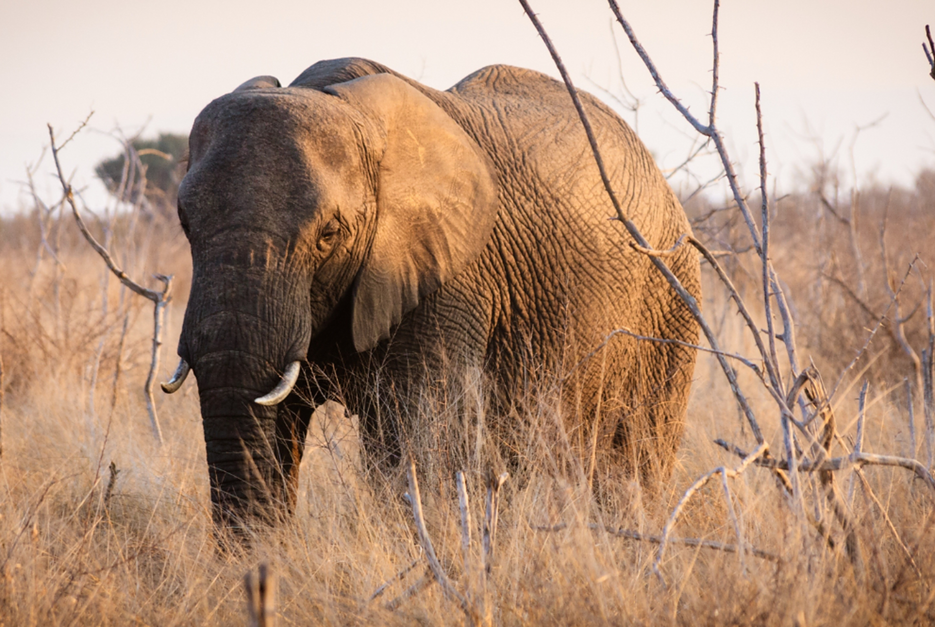 非洲象是现存最大的陆地动物,生活在广袤的非洲草原及丛林中.