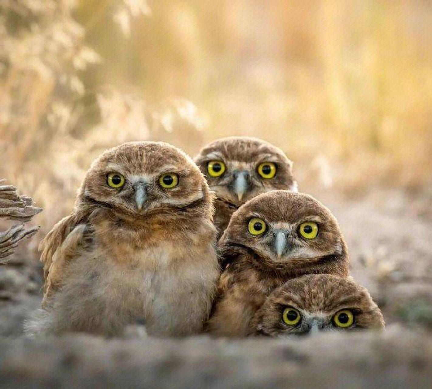 网友:猫头鹰歪头杀. #趣图搞笑