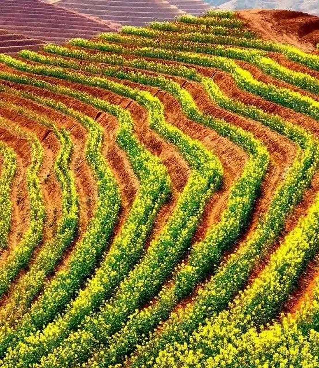 美景分享 [m"icdrop]  安化· 杨林茶乡·花海[鼓掌] [白眼]