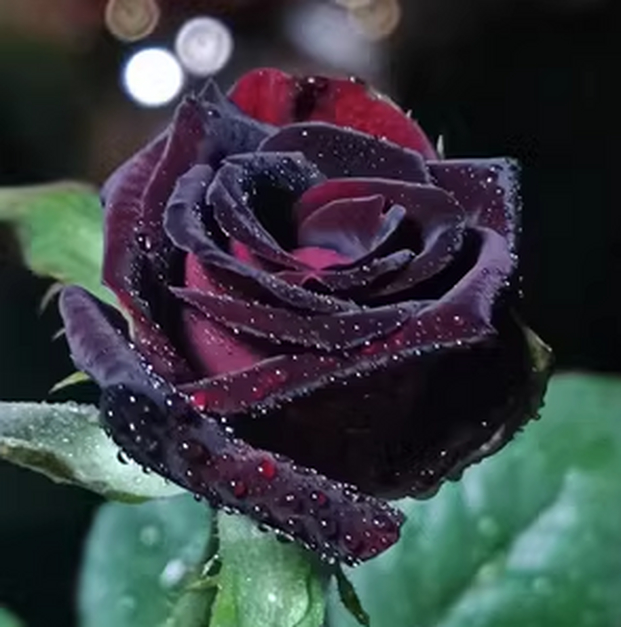 作为同为黑里透红的月季花,黑魔术则是颜色更浅一些,总是在黑色里透着