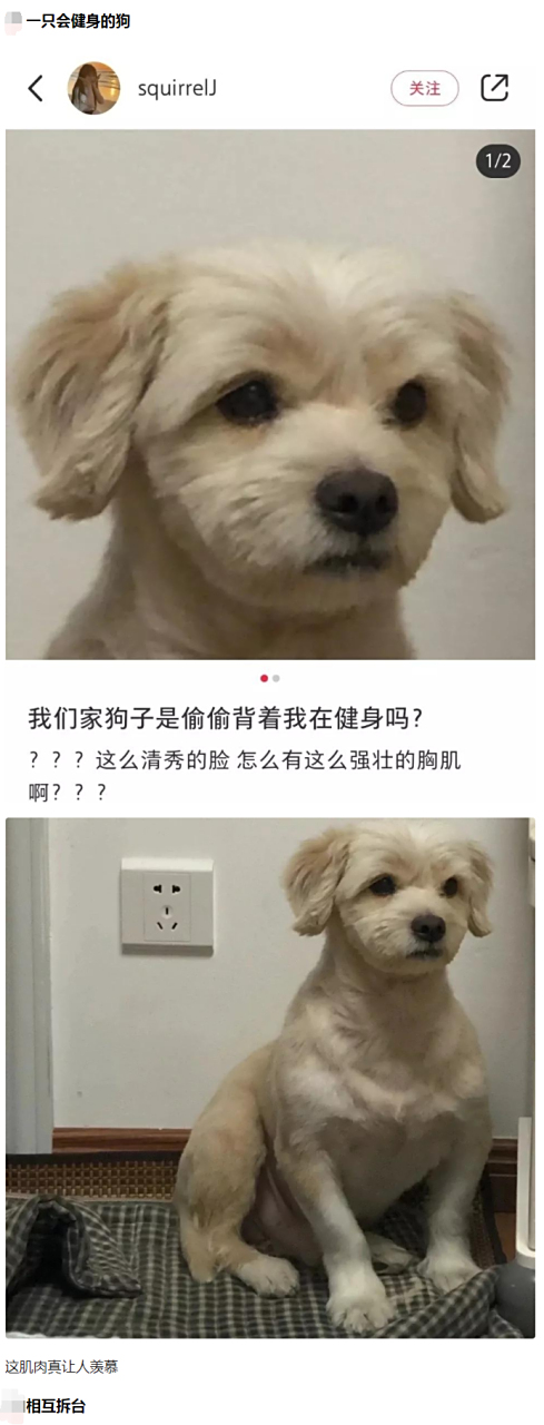 你的狗狗的眼神在无视你