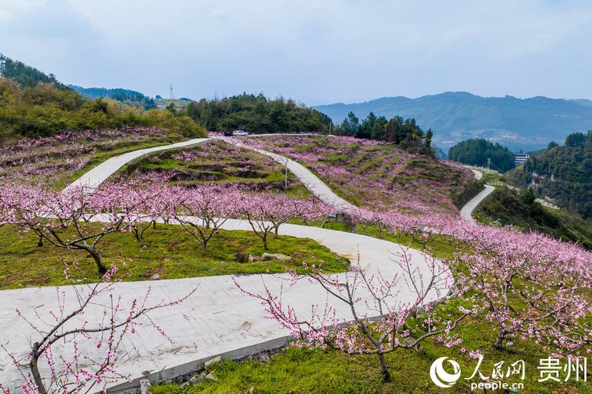 时下,贵州省遵义市桐梓县官仓镇迎来了一年中最绚烂的时光,金黄的油菜