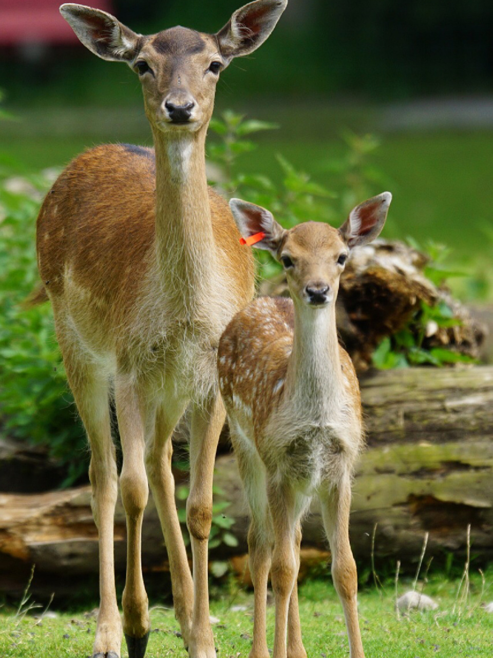 陪孩子一起瞧动物 名称:鹿 分类:动物界,脊索动物门,哺乳纲,真兽亚纲